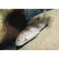 Pseudotropheus Flavus